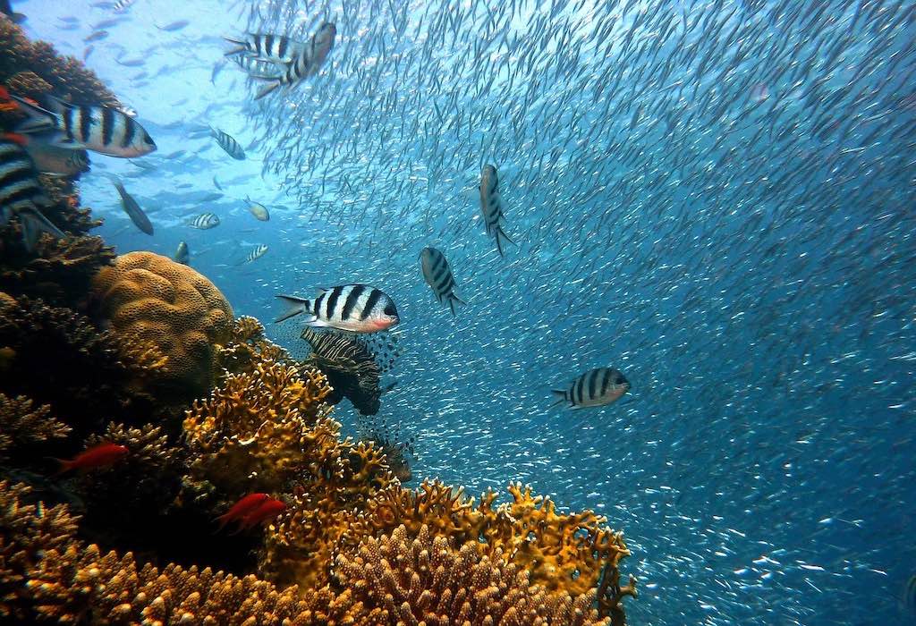 Reserve Cousteau Guadeloupe Poissons