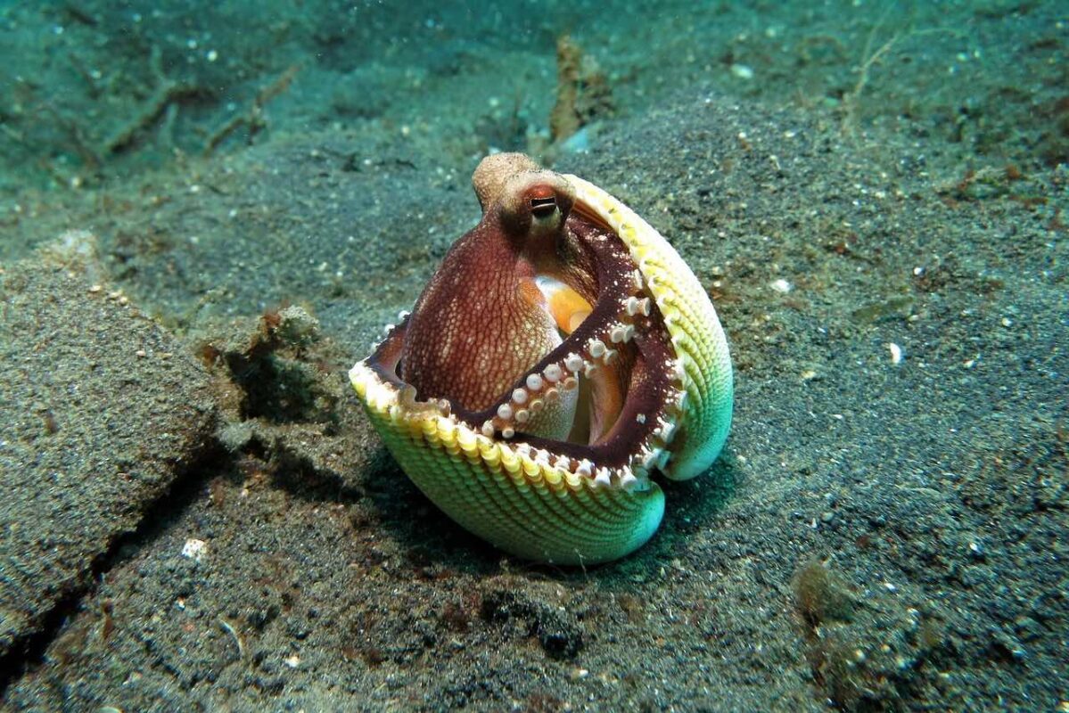 Reserve Cousteau Guadeloupe octopus